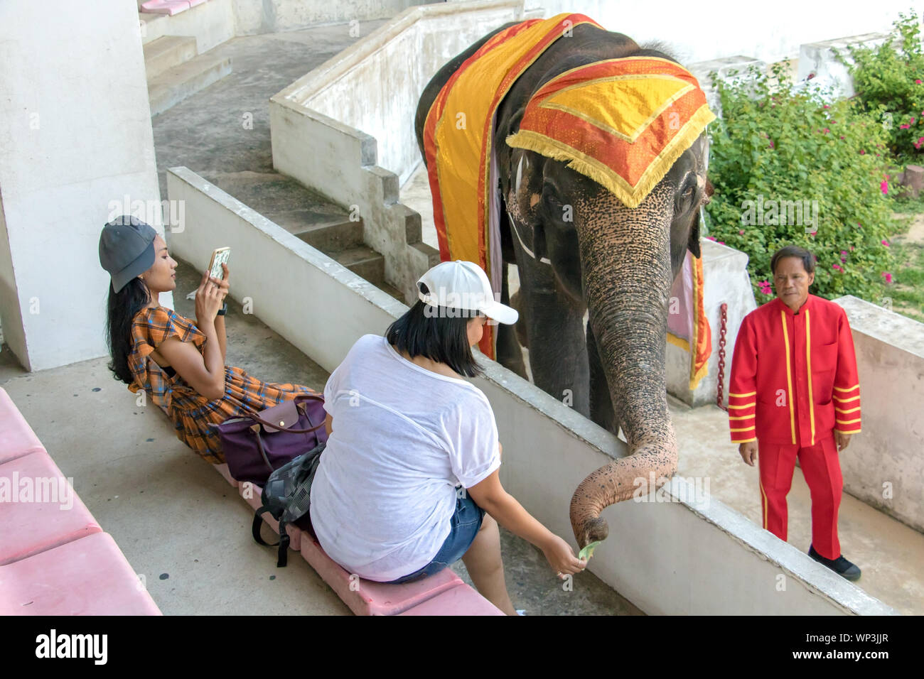 SAMUT PRAKAN, Thailandia, 18 maggio 2019, gli spettatori di rappresentazioni di animali elefanti dare denaro. Tradizionale mostra con elefante a scena aperta. Foto Stock