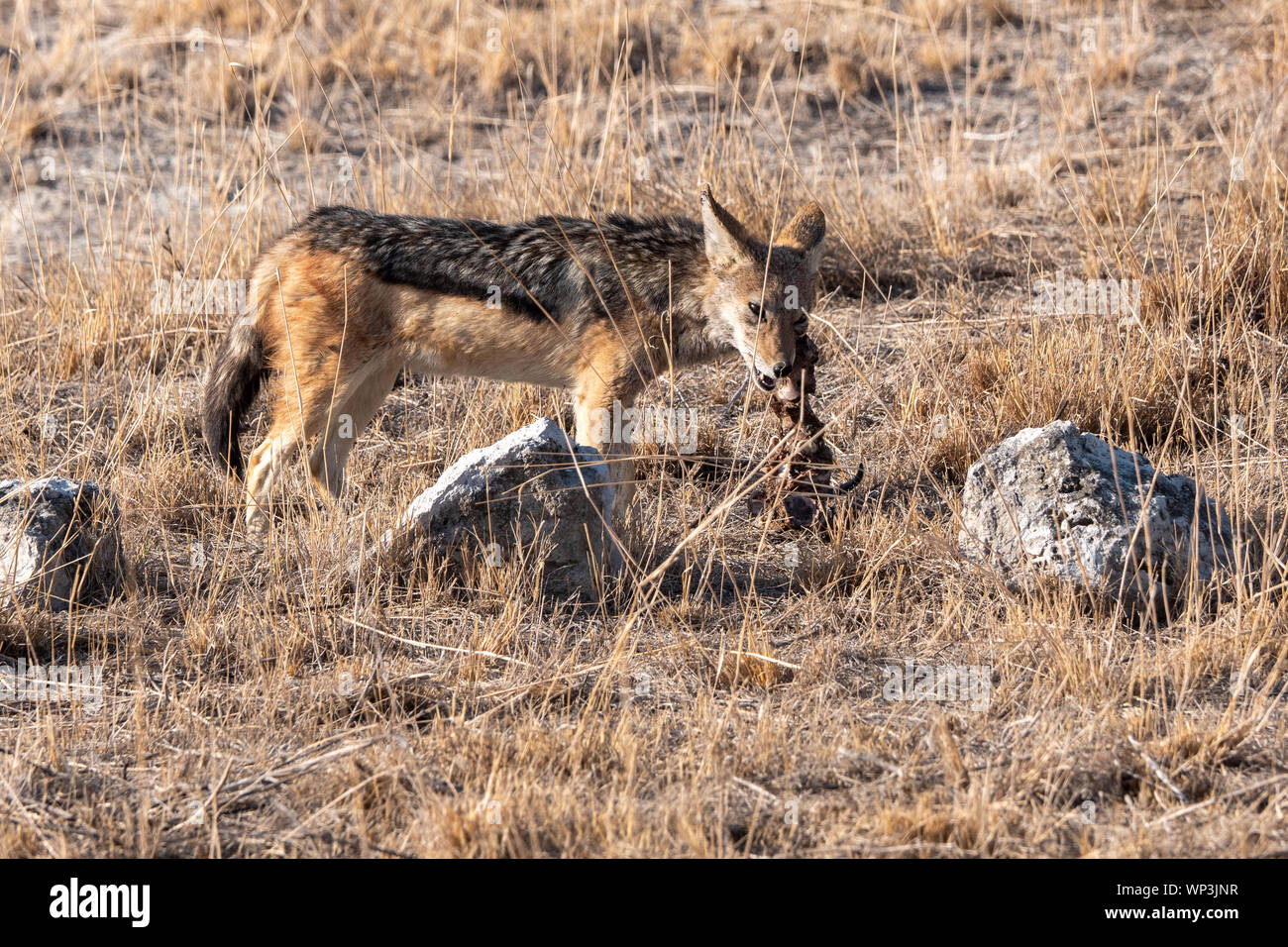 Nero-backed Jackal alimentazione su tela, il Parco Nazionale di Etosha, Namibia, Africa Foto Stock