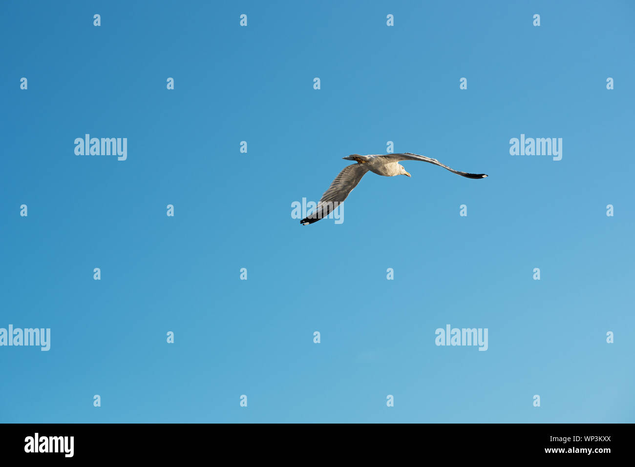 Unico gabbiano overhead volanti con ali teso a cavallo del termico correnti di aria al largo in una soleggiata cielo blu chiaro Foto Stock