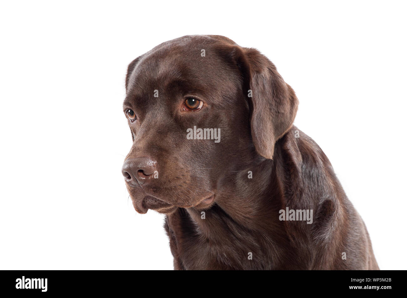 Close up colpo di testa di un marrone cioccolato Labrador retriever cucciolo guardando al lato con un espressione di calma isolato su bianco Foto Stock