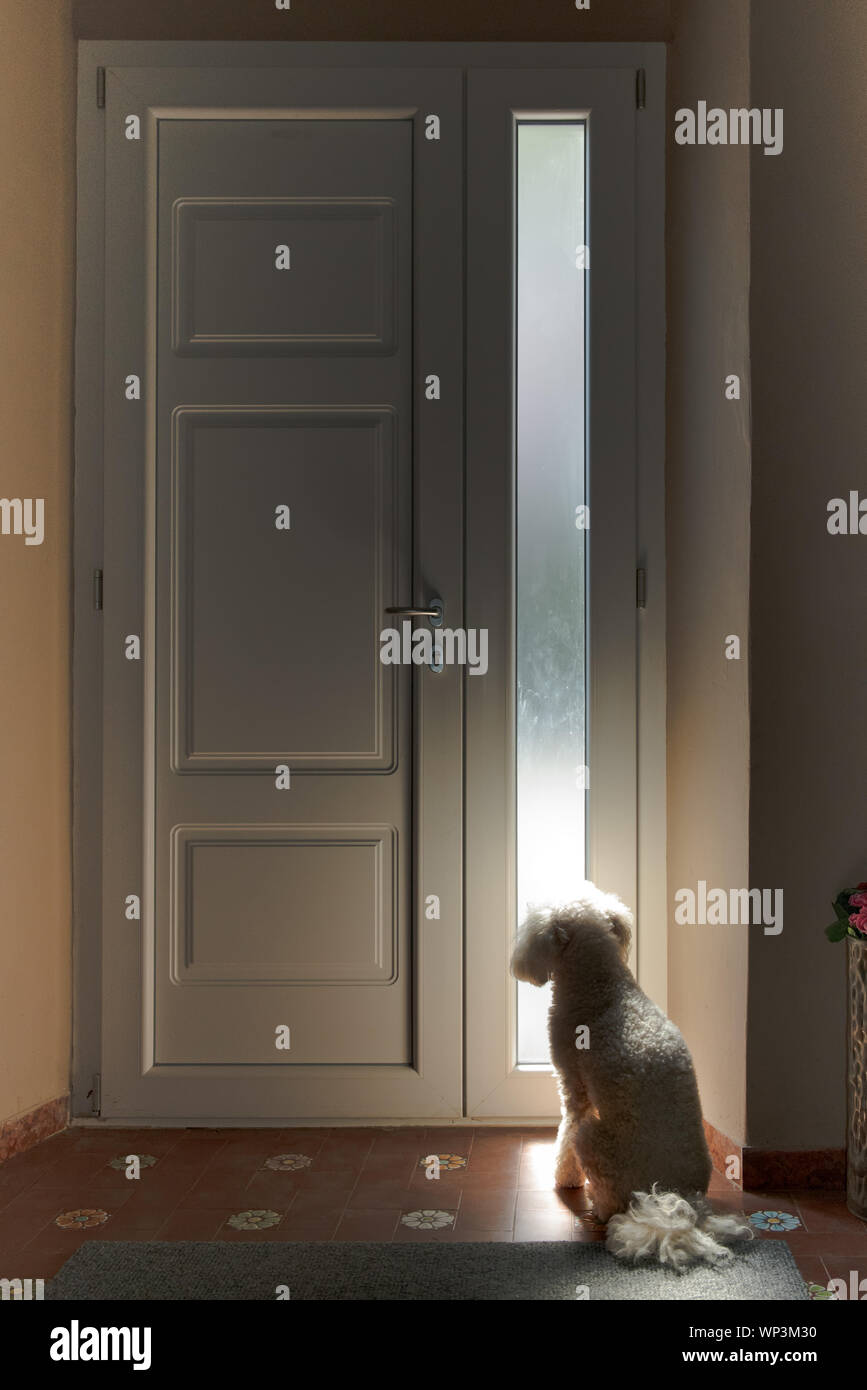 Little White dog sitter aspettando pazientemente all'interno di una casa a una porta chiusa con vetro pannello laterale per il suo proprietario per tornare a casa Foto Stock