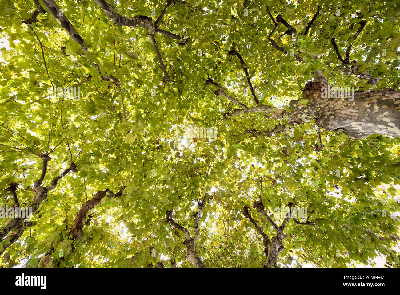 Guardando in alto nella foglia verde albero canopy retroilluminati da il sole estivo in un frame completo vista di sfondo Foto Stock