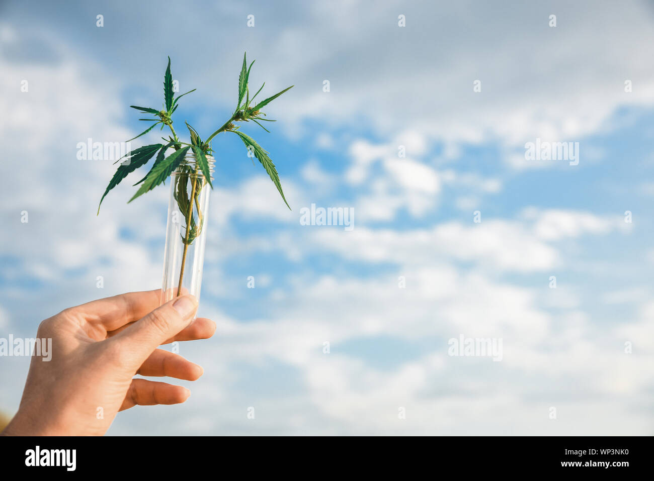 Cannabis leaf e Bush in un tubo di prova in mano uno sfondo di cielo. Concetto di coltivazione della canapa per olio, scopi medici Foto Stock Cannabis leaf e Bush in un tubo di prova in mano uno sfondo di cielo. Concetto di coltivazione della canapa per olio, scopi medici Foto Stock