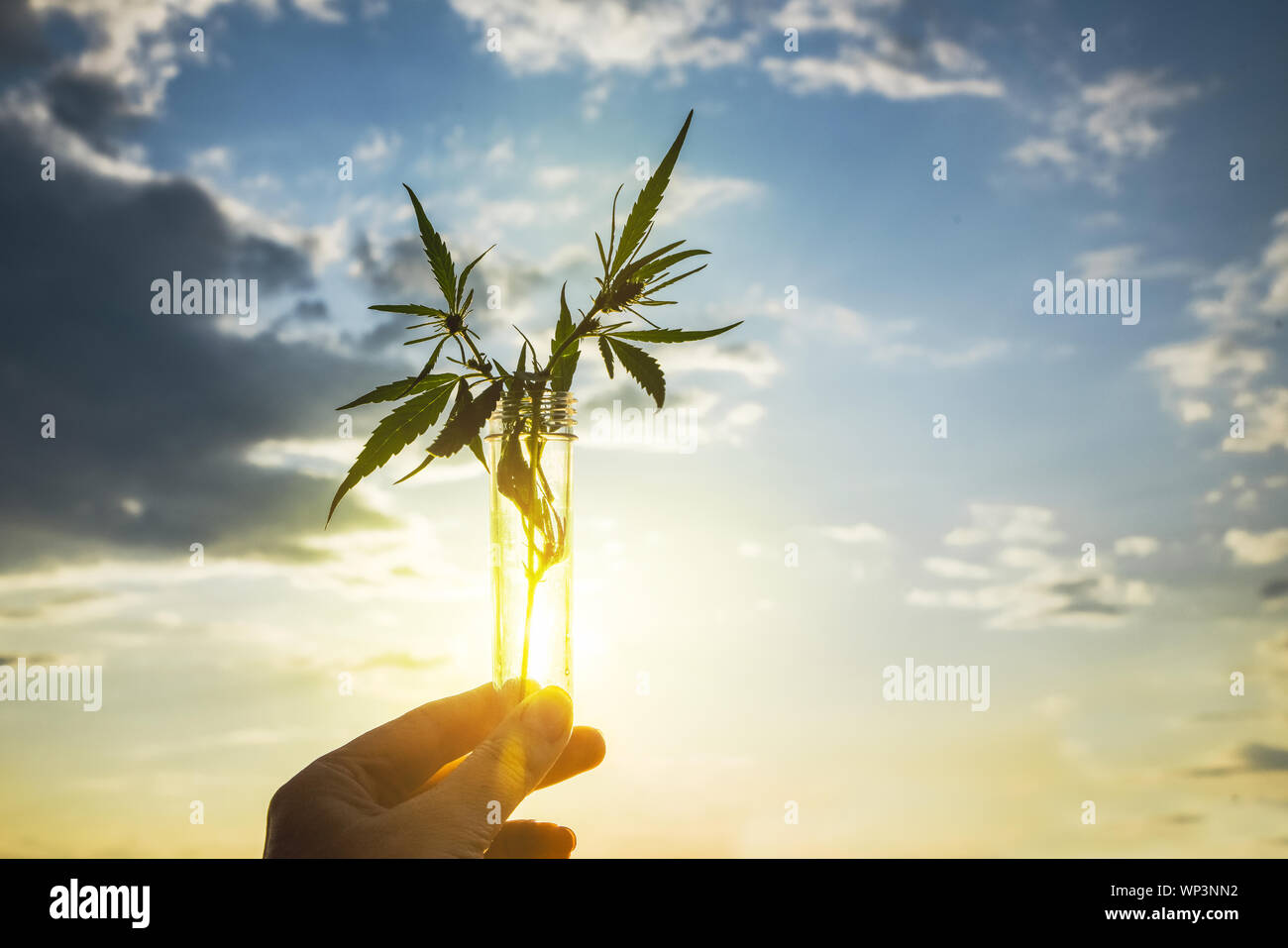 Cannabis leaf e Bush in un tubo di prova in mano uno sfondo di cielo. Concetto di coltivazione della canapa per olio, scopi medici Foto Stock Cannabis leaf e Bush in un tubo di prova in mano uno sfondo di cielo. Concetto di coltivazione della canapa per olio, scopi medici Foto Stock