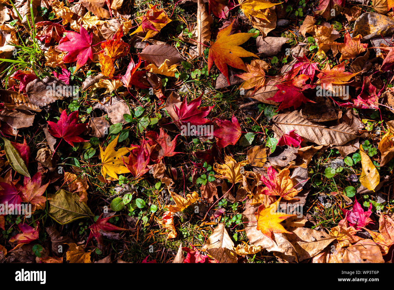 Colorato Autunno varie foglie cadute a terra. foglia secca la superficie del coperchio della terra. close-up, vista in pianta da sopra, multicolore stagionale bello Foto Stock