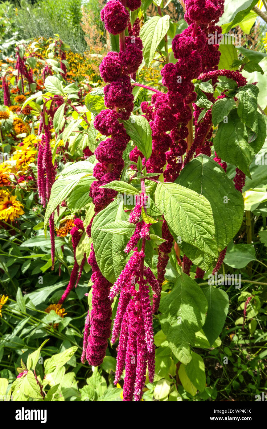 Fiori colorati in letto, amaranto, annuari piante fiori da giardino Foto Stock
