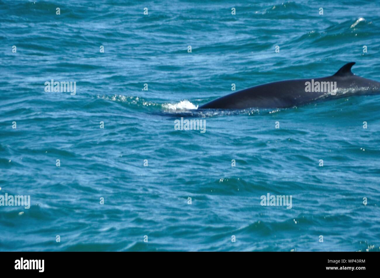 Rücken eines Zwergwals mit Rückenflosse vor der Küste Isole. Foto Stock