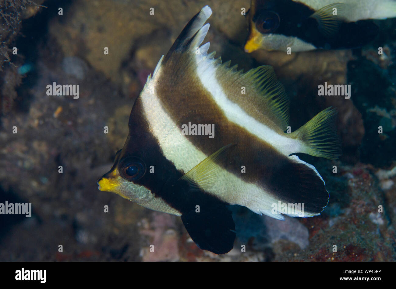 Pennant Bannerfish, Heniochus chrysostomus, sito di immersione delle piramidi, Amed, Bali, Indonesia Foto Stock