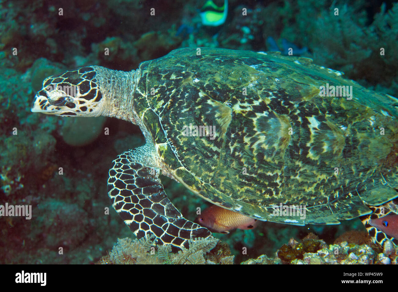 Hawksbill Turtle, Eretmochelys imbricata, criticamente minacciato, Jemeluk dive site, Amed, Bali, Indonesia Foto Stock