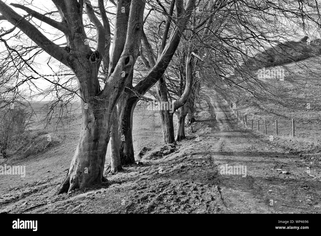 Draycott Sleights Riserva Naturale, Somerset Foto Stock