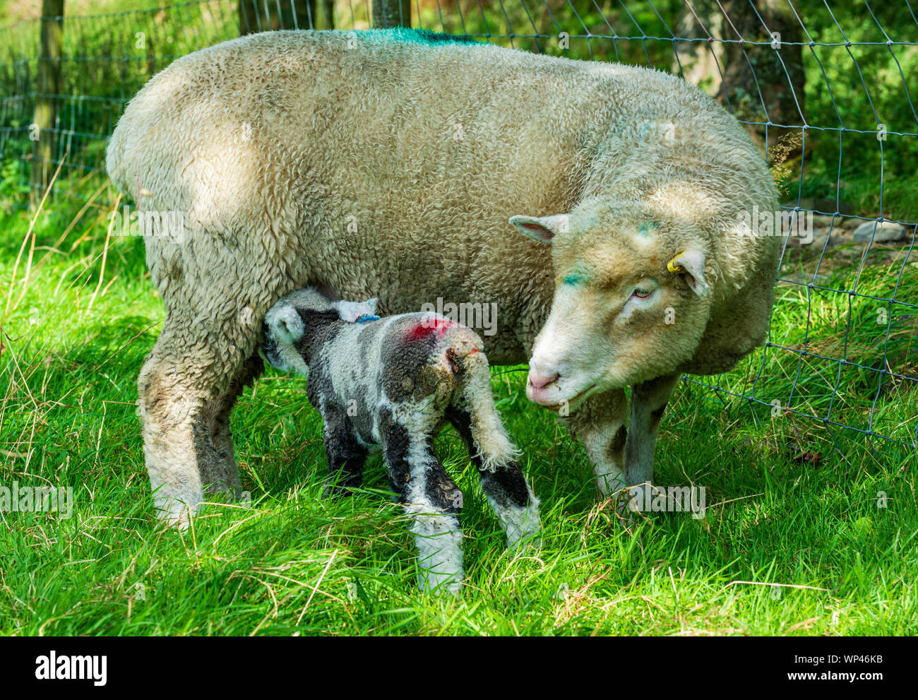 Derbyshire, Peak District, Inghilterra, Regno Unito. Una pecora Dorset il lattante la sua tre giorni di età giovane agnello Foto Stock