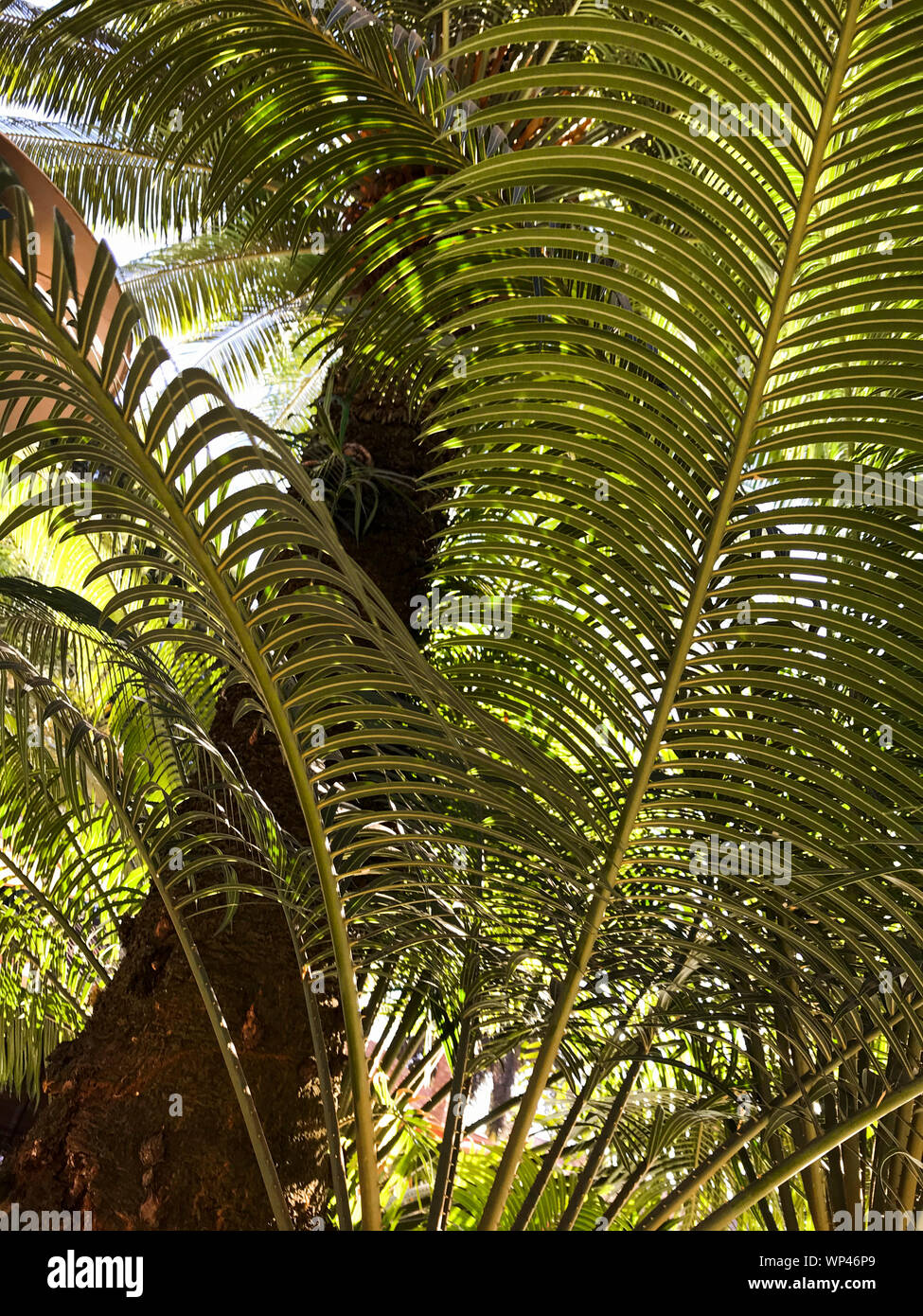 Bella pezzata Arecaceae ombrosi alberi di palma in Madagascar, molti sono molto rare e in pericolo di estinzione. Foto Stock