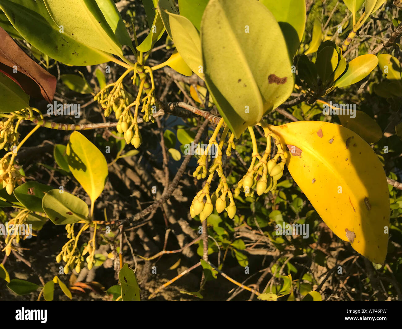 Foglie e frutti della mangrovia nera, germinans Avicennia, nella luce della sera ion a sud del Madagascar Foto Stock Foglie e frutti della mangrovia nera, germinans Avicennia, nella luce della sera ion a sud del Madagascar Foto Stock