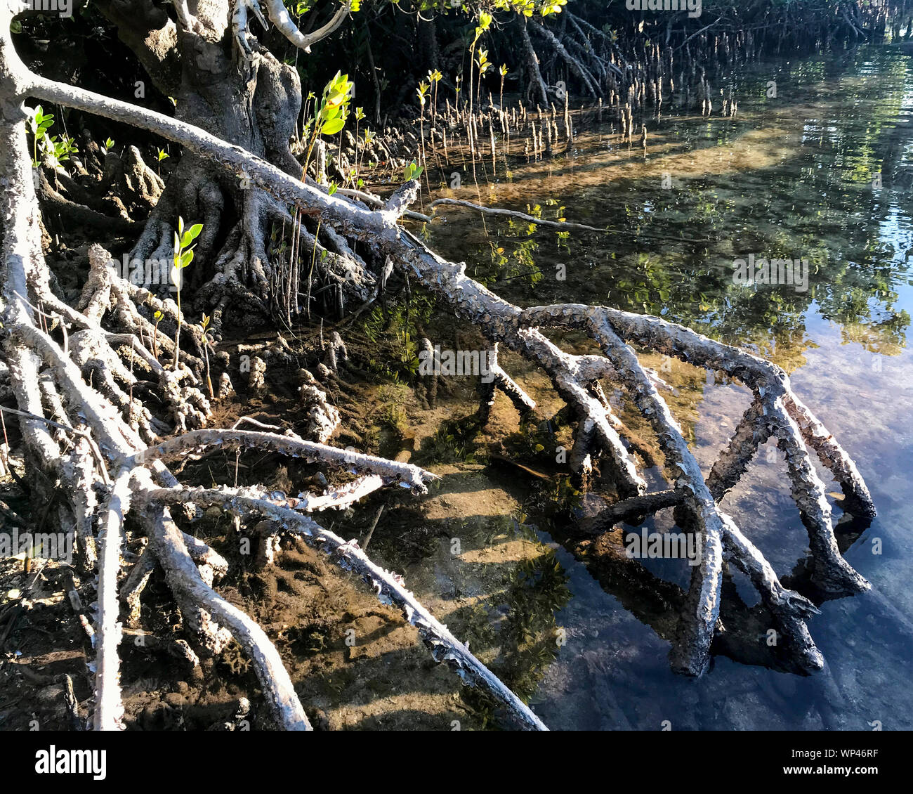 Mangrovie Rhizophora prop radici e Avicennia pneumatofori in una foresta nel sud del Madagascar Foto Stock