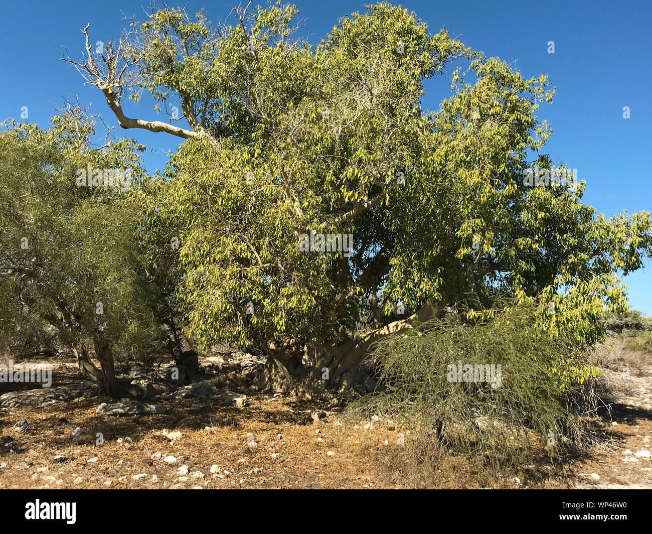 Wild tamarind tree, Tamarindus indica, Madagascar foresta spinosa, vicino Andavadoaka, a sud-ovest , nella stagione secca. Foto Stock