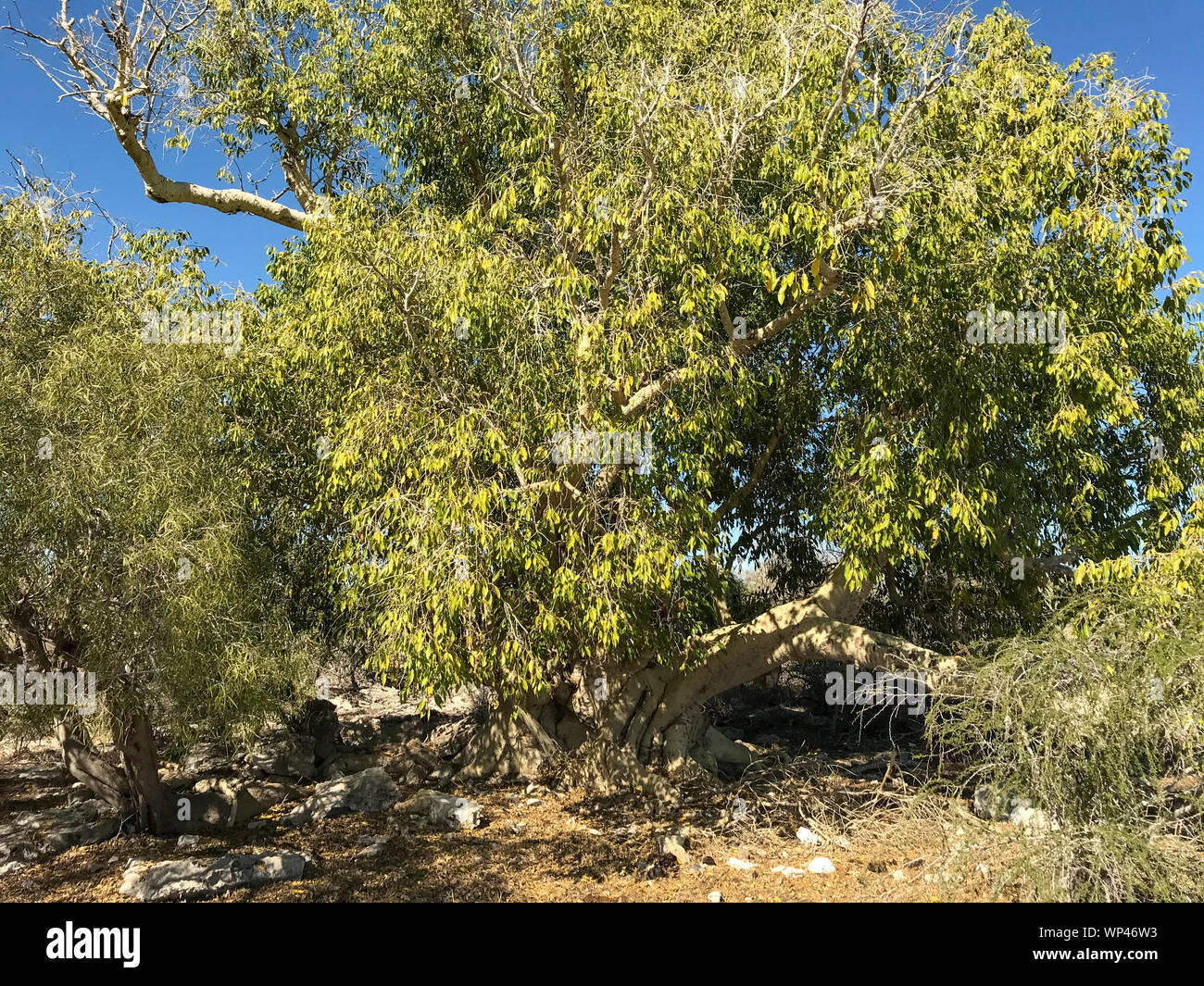 Wild tamarind tree, Tamarindus indica, Madagascar foresta spinosa, vicino Andavadoaka, a sud-ovest , nella stagione secca. Foto Stock