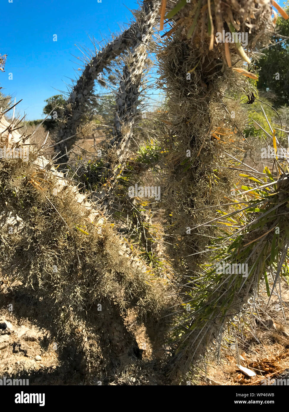 Didierea Madagascariensis , il polpo albero della Western Madagascar, in una tipica parte della foresta spinosa che mostra i dettagli dell'abitudine e la struttura w Foto Stock