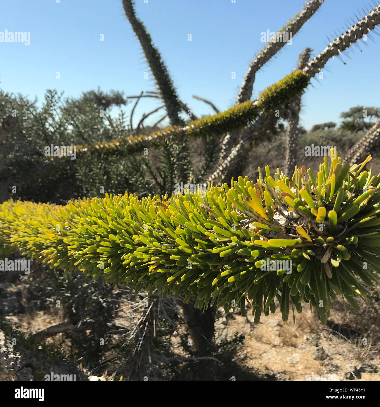Insolitamente frondoso ramo di Didierea Madagascariensis , il polpo albero della Western Madagascar, in una tipica parte della foresta spinosa che mostra i dettagli di Foto Stock