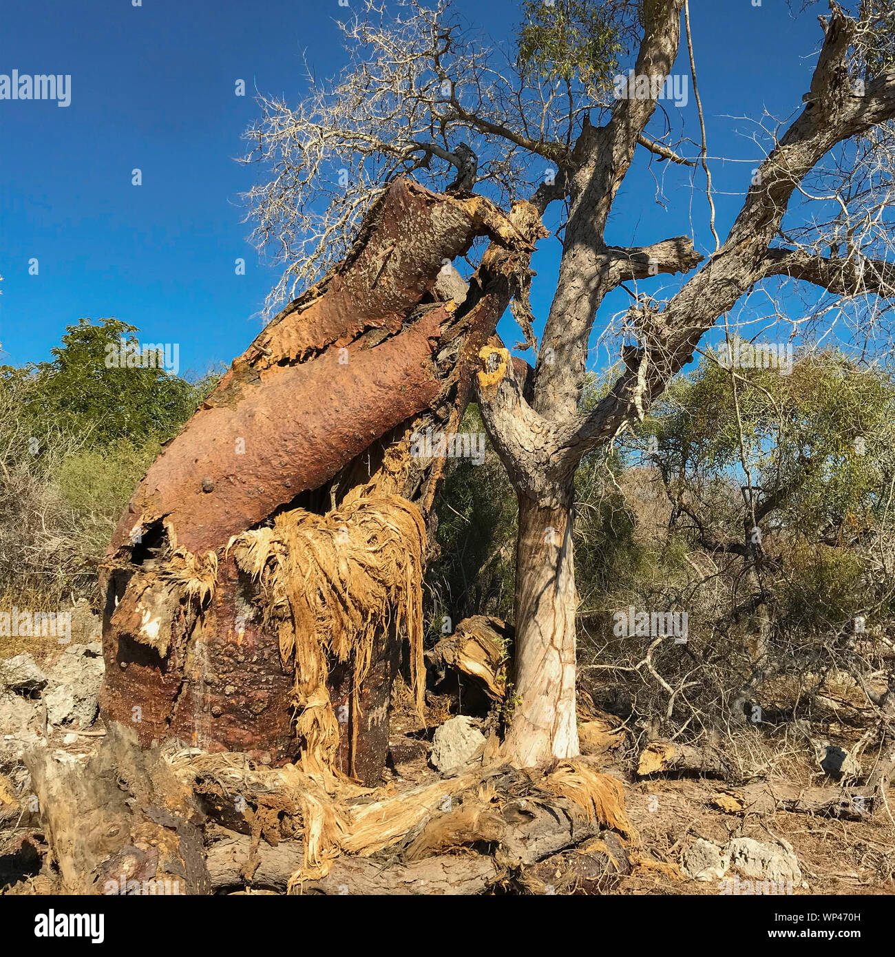 Distrutto Baobab, Adansonia grandidieri, in inverno stagione secca vicino Andavadoaka nella foresta spinosa del sud ovest del Madagascar a nord di Tuléar. Foto Stock