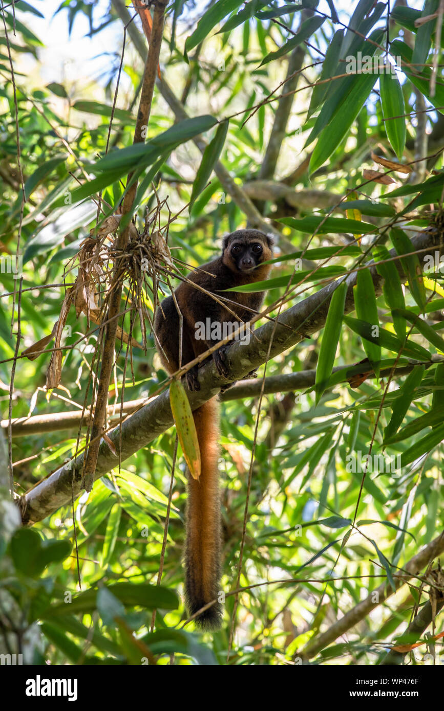 In pericolo critico Golden Bamboo Lemur, Hapalemur aureus, su steli di bambù fissando la telecamera con la coda dorata che pendono a Ranomafana Nat Foto Stock