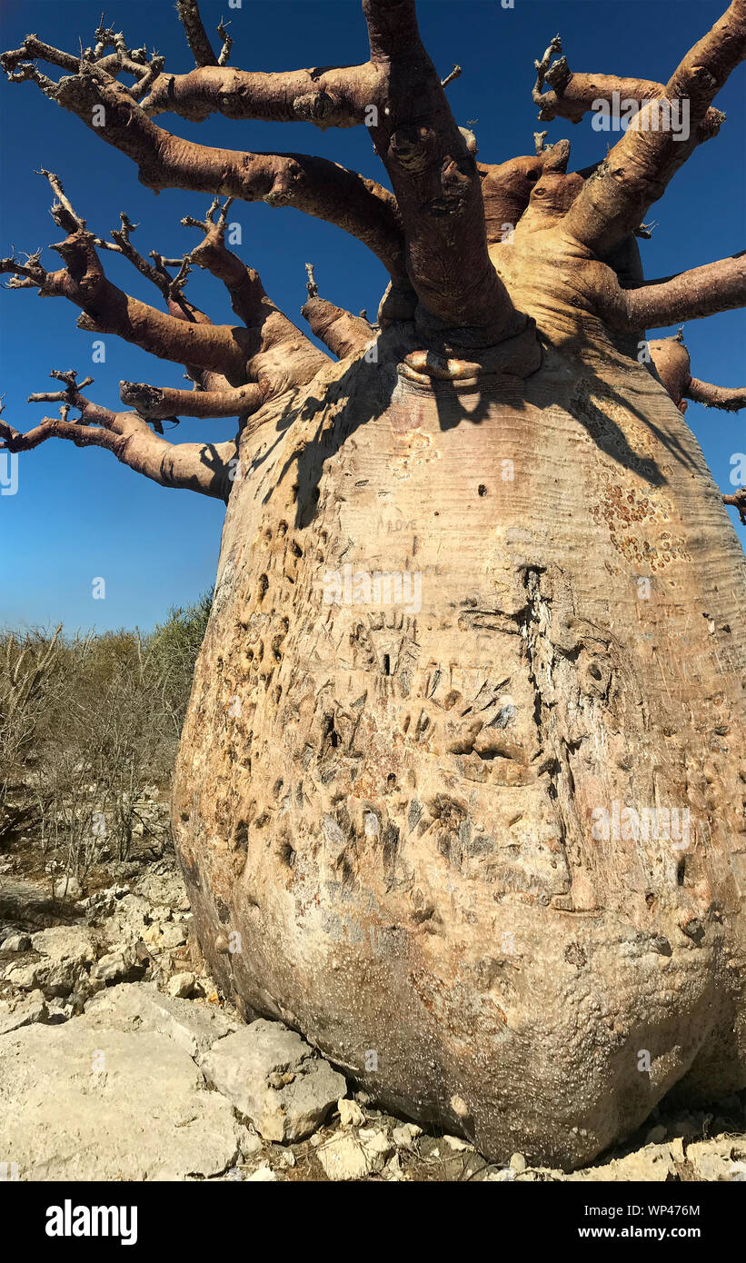 Alberi di baobab, Adansonia grandidieri, in inverno stagione asciutta senza foglie, vicino Andavadoaka nella foresta spinosa del sud ovest del Madagascar a nord di T Foto Stock