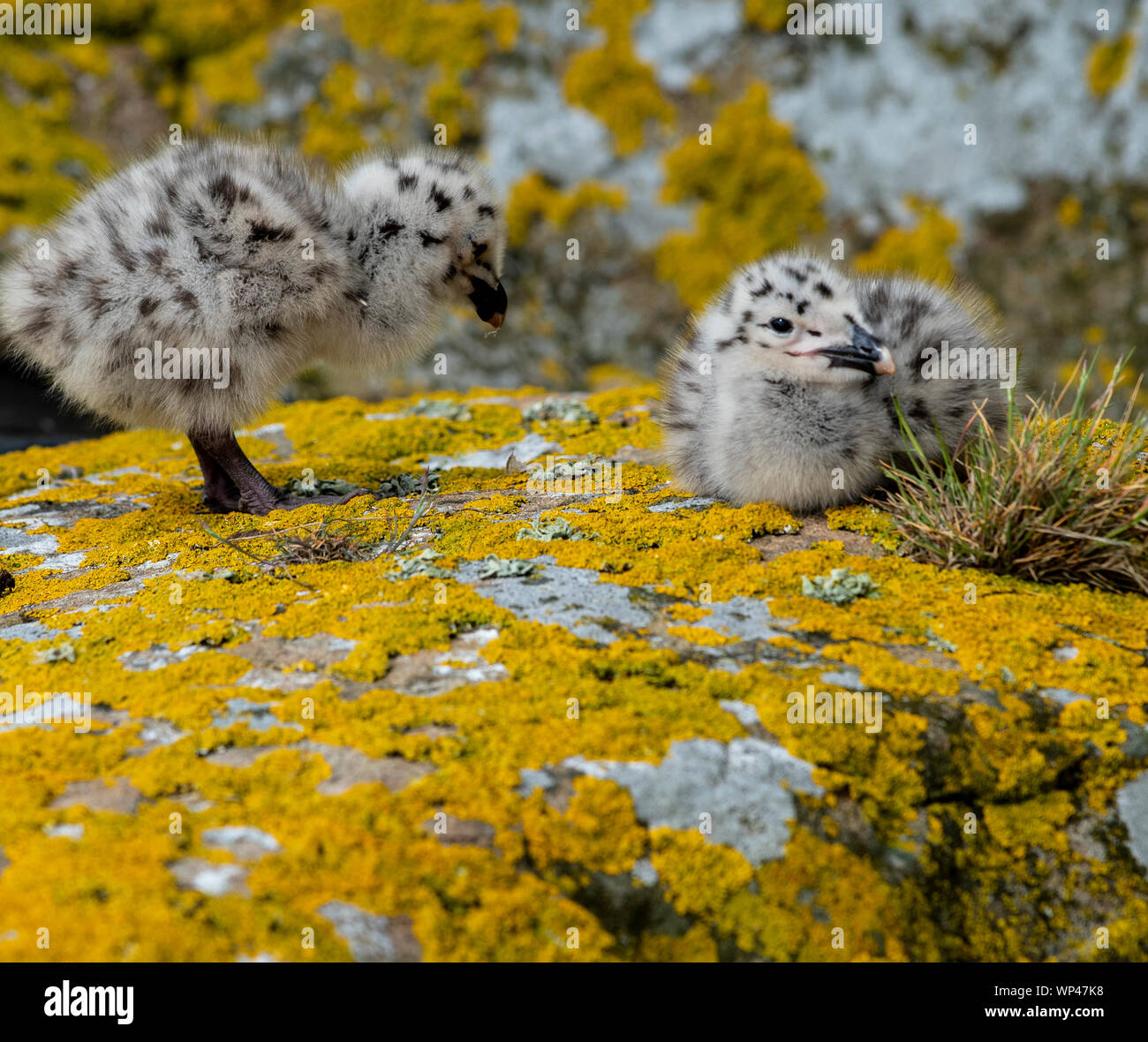 Carino fluffy coppia di aringa pulcini di gabbiano, Larus argentatus, in aperta su un lichene arancione coperta rock nel farne isole in giugno. Northumberland, Foto Stock