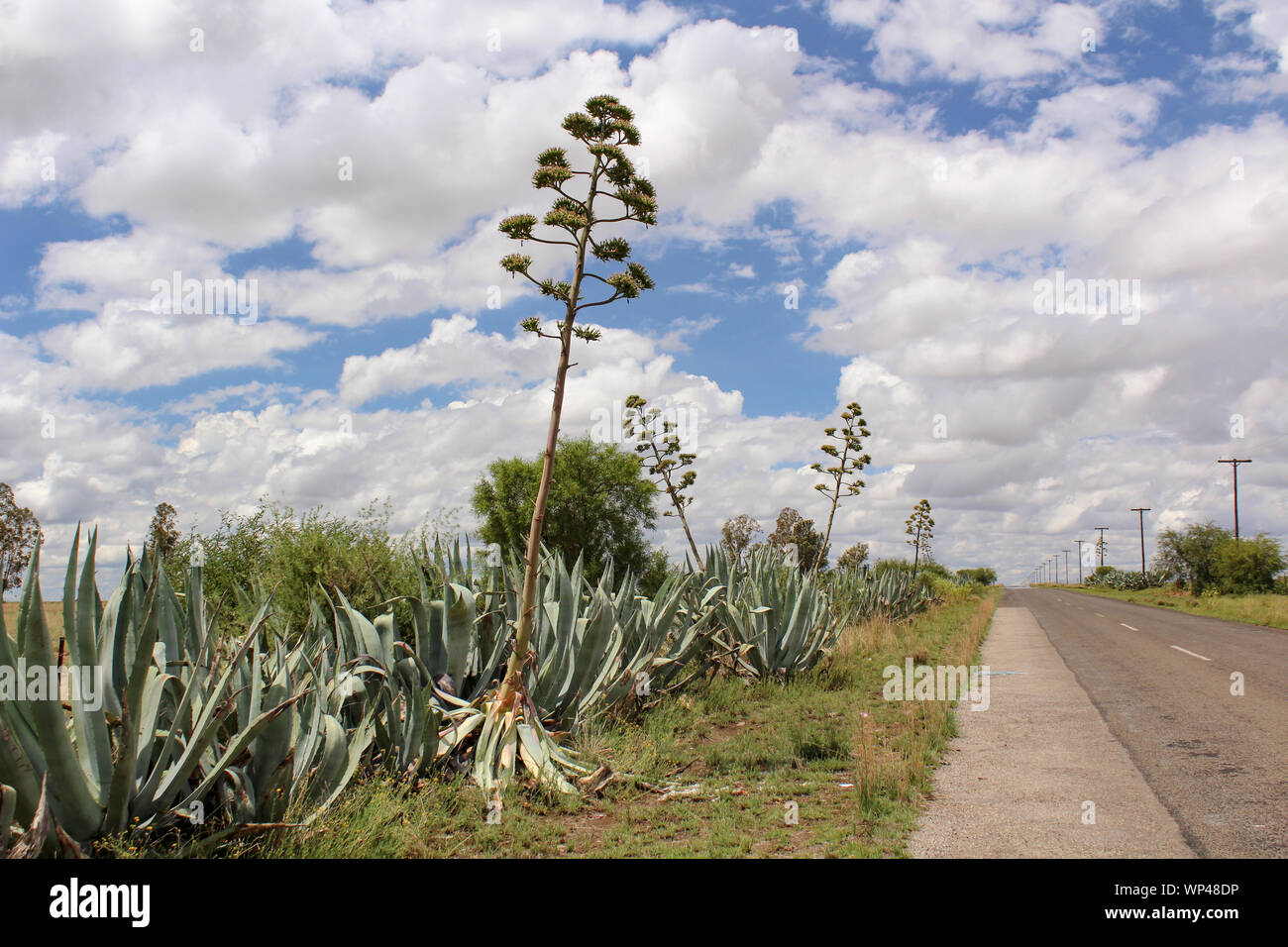 Paesaggio africano - area rurale del Libero Stato in Sud Africa con una strada di campagna e piante di agave Foto Stock