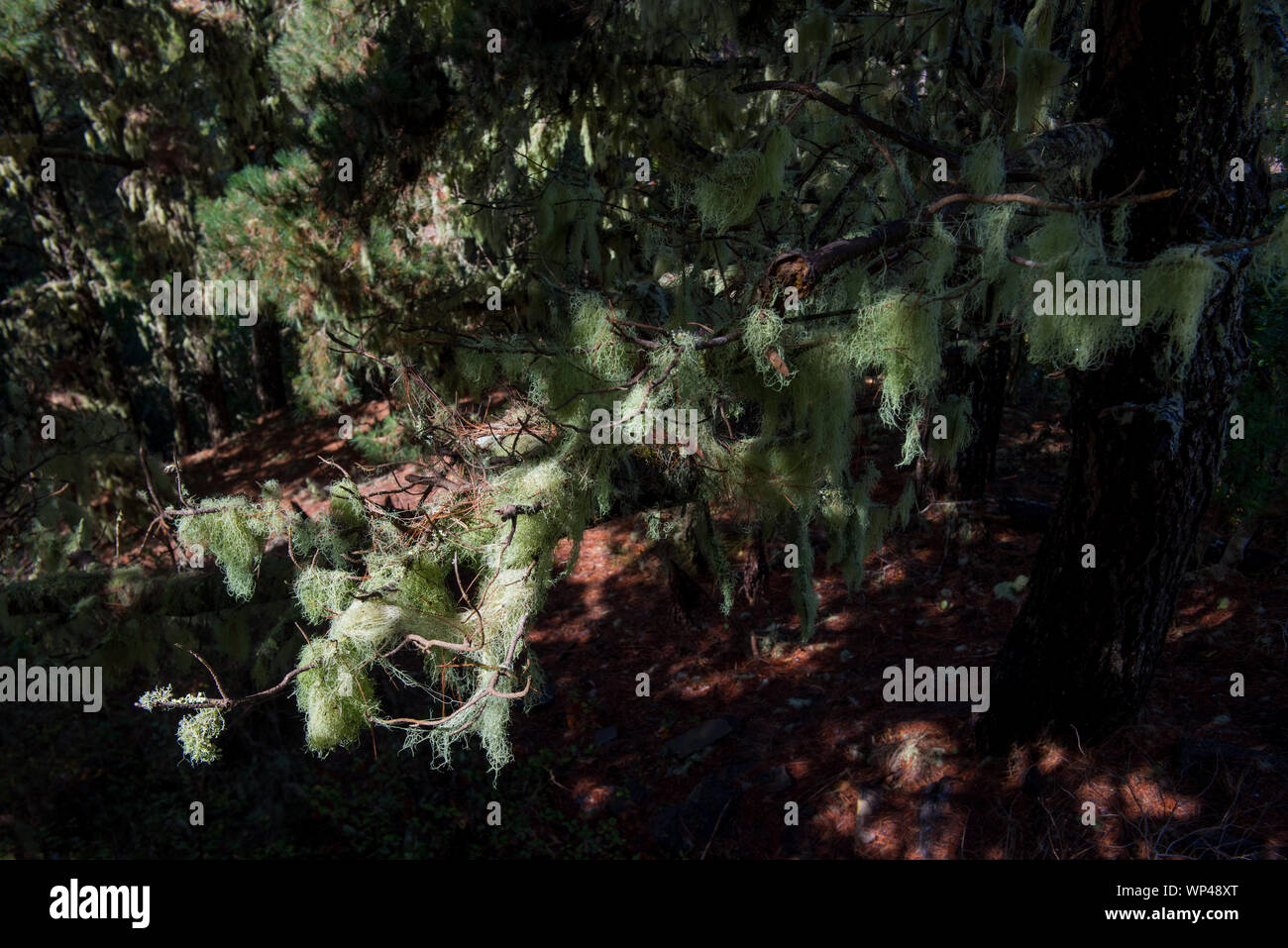 La Gomera, Isole Canarie, centrali antiche foreste Laurisilva sulla montagna centrale con molte specie endemiche. Alberi coperti da mossi e licheni Foto Stock