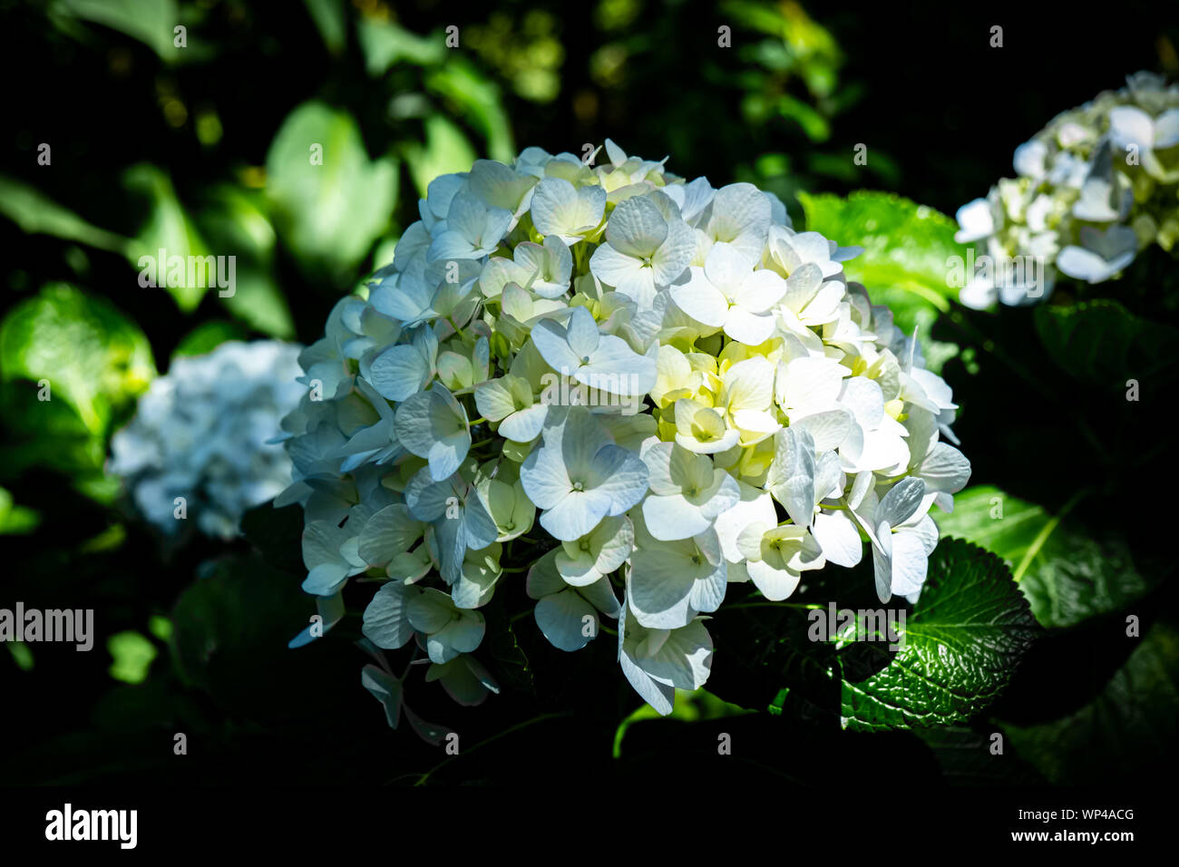 Lo sfondo di ortensie blu fiore, Hydrangea macrophylla in nome scientifico o hydrangea o hortensia in nomi comuni, che fiorisce in primavera e su Foto Stock