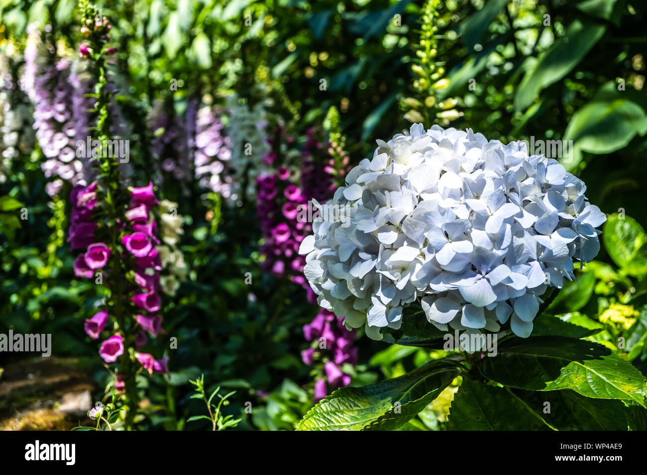 Lo sfondo di ortensie blu fiore, Hydrangea macrophylla in nome scientifico o hydrangea o hortensia in nomi comuni, che fiorisce in primavera e su Foto Stock