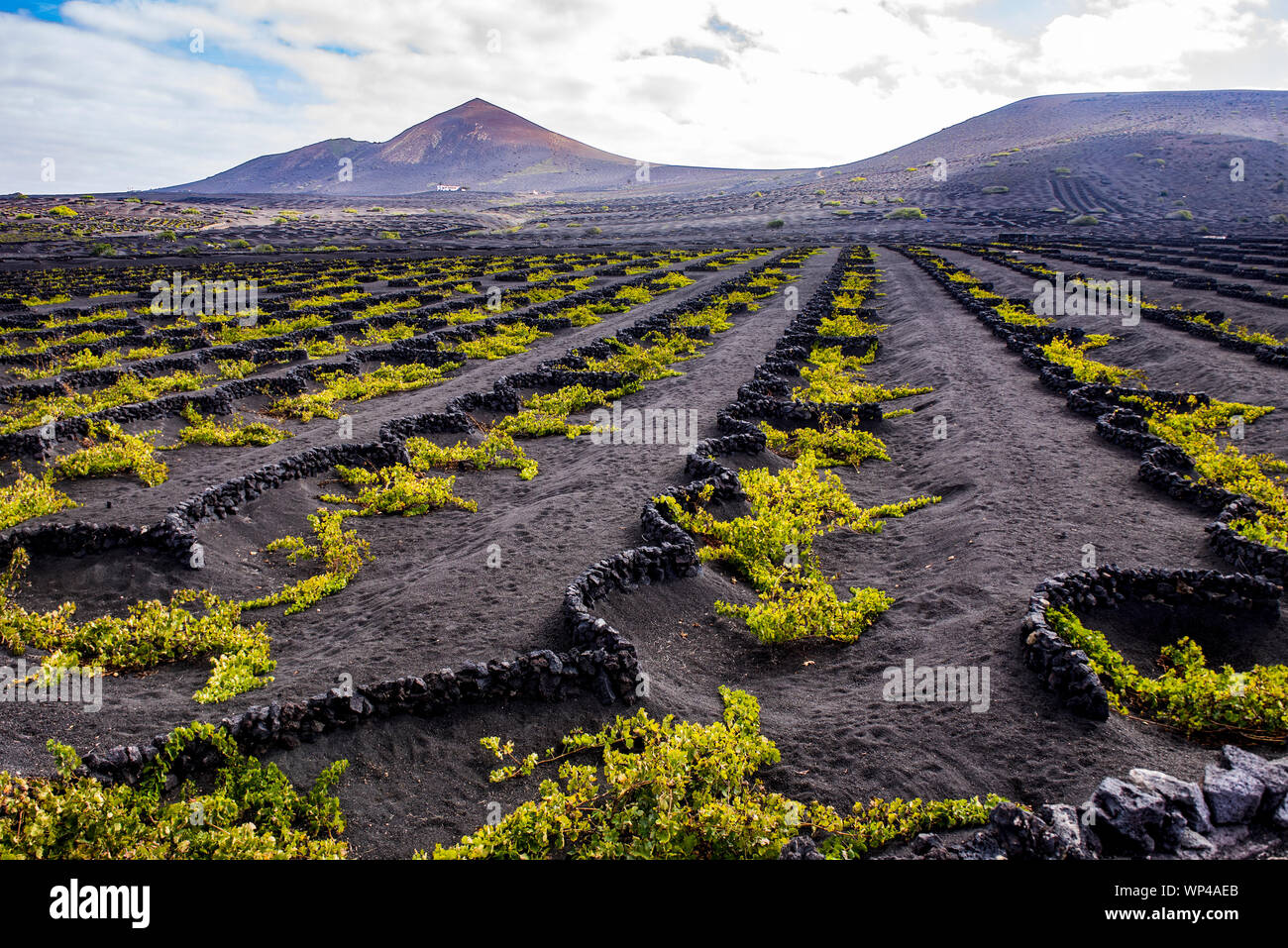 Nero semicircolare Muri in roccia vulcanica proteggere le fasce vulnerabili i vitigni dai venti asciutti di Lanzarote, Isole Canarie, Spagna. I vulcani in th Foto Stock