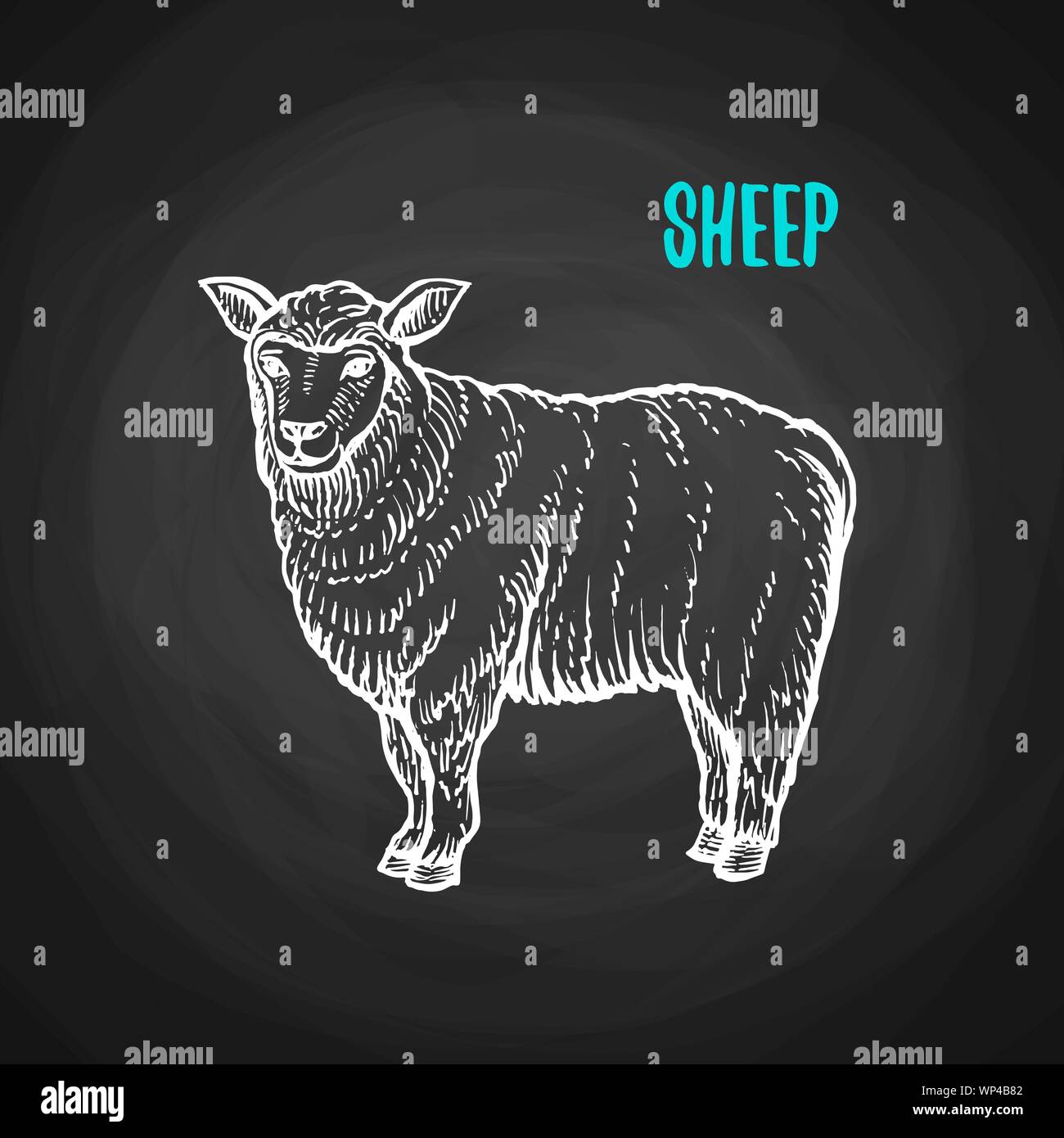 Pecora animale nello stile di gesso su una lavagna. Illustrazione Vettoriale di animali di fattoria Illustrazione Vettoriale