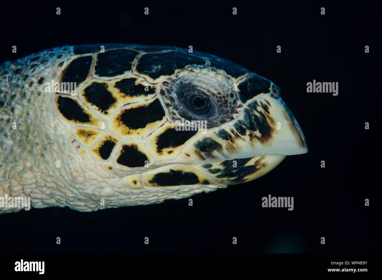 Hawksbill Turtle, Eretmochelys imbricata, criticamente minacciato, primo piano del volto, sito di immersione Pulau Suanggi, Isole banda, Maluku, Indonesia Foto Stock