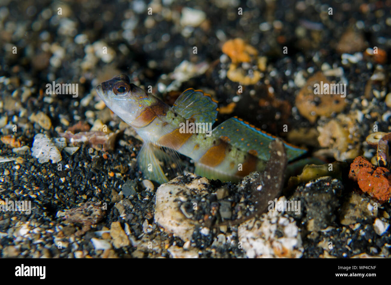 Arcfin Shrimpgoby, Amblyeleotris arcupinna, da buco sulla sabbia nera, banda Neira Jetty sito di immersione, Isole banda, Maluku, Indonesia Foto Stock