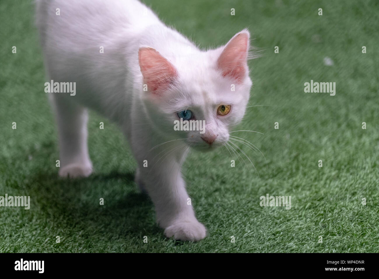 Gatti con Heterochromia speciale per Van, Turchia Foto Stock