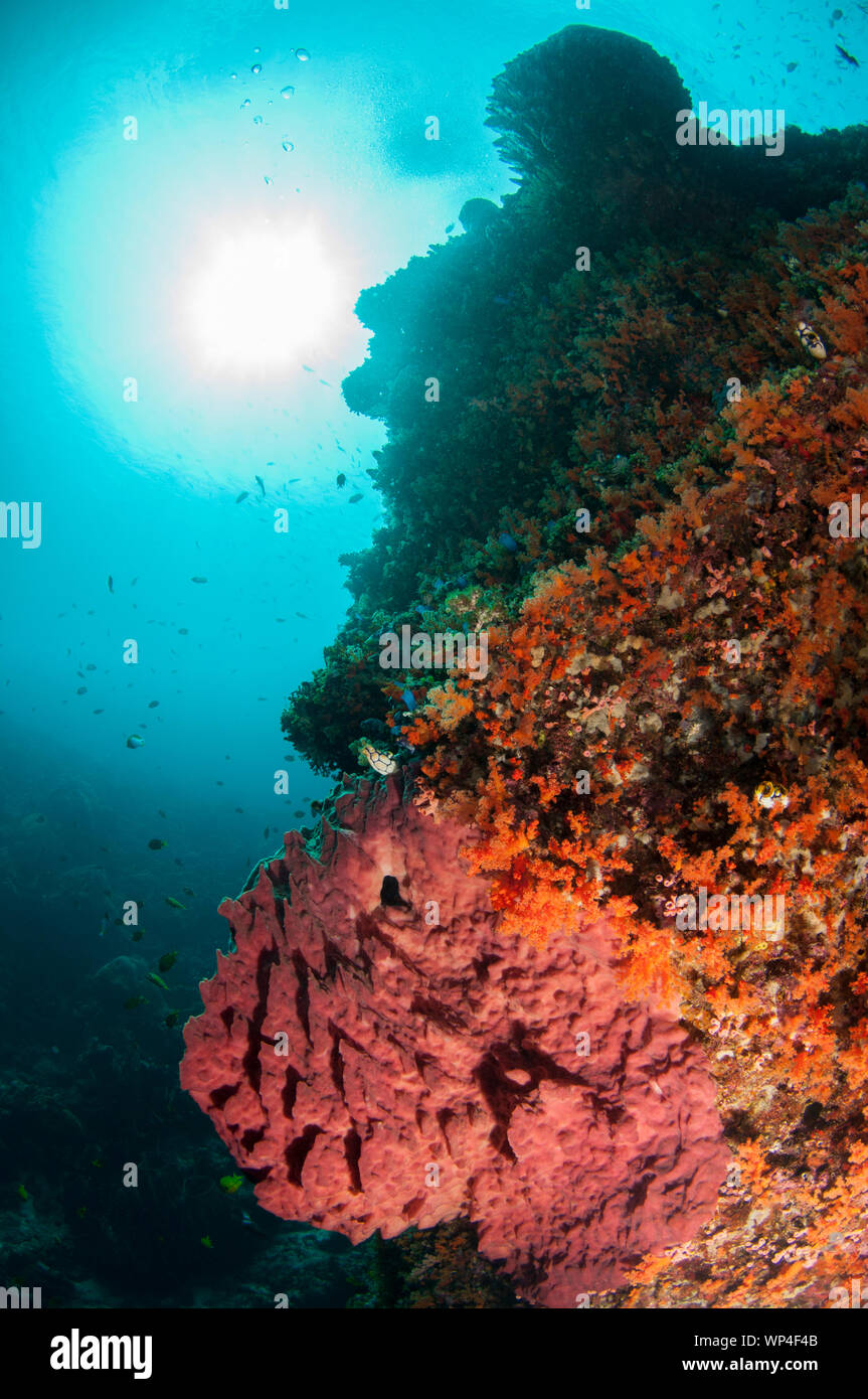 Barrel Sponge, Xestospugia testudinaria, con coralli con il sole sullo sfondo, Pohon Miring sito di immersione, Isole banda, Maluku, Indonesia Foto Stock