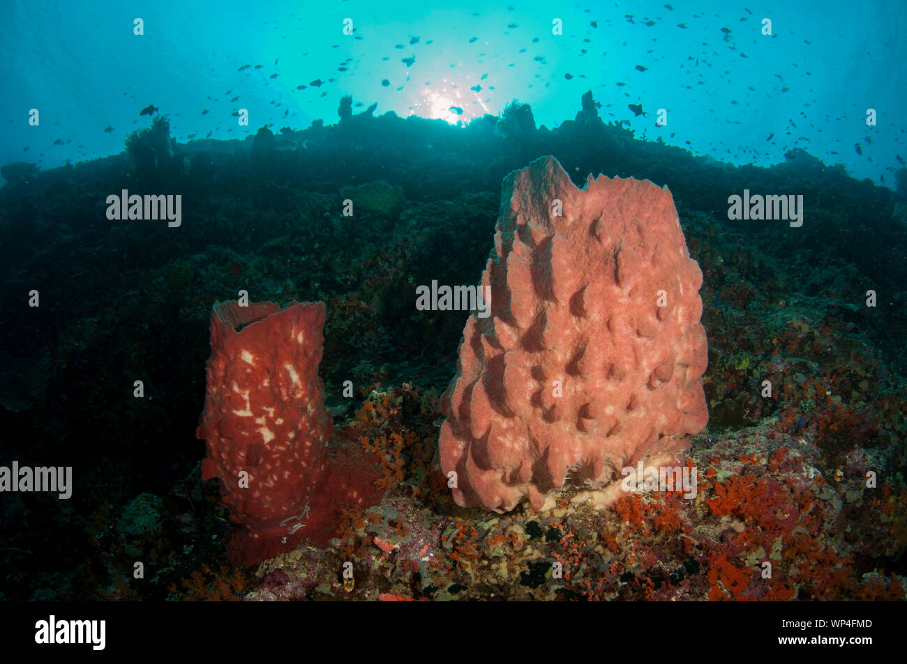 Barrel Sponge, Xestospugia testudinaria, e coralli con il sole sullo sfondo, Pohon Miring sito di immersione, Isole banda, Maluku, Indonesia Foto Stock