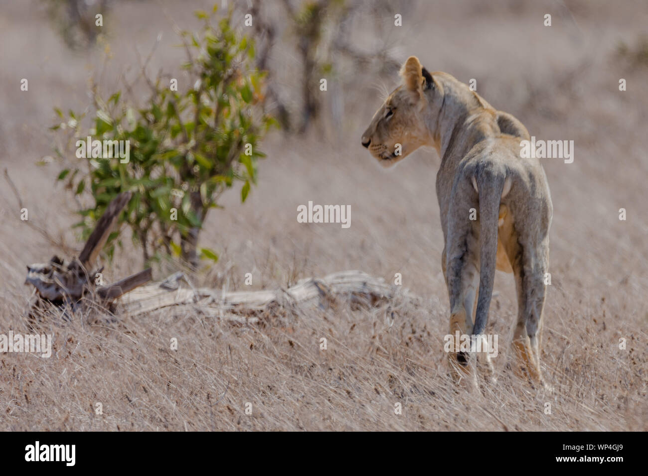 Un giovane leone maschio in Tsavo National Park Foto Stock