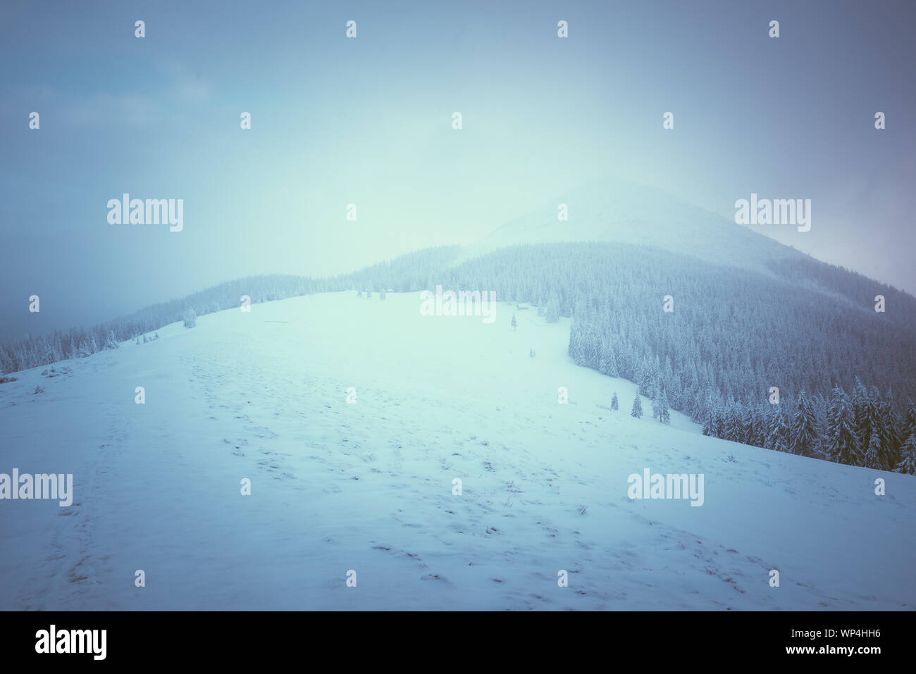 Paesaggio invernale con bosco di abeti coperti di neve. Nuvoloso Giorno. Nella stessa tonalità di colore Foto Stock