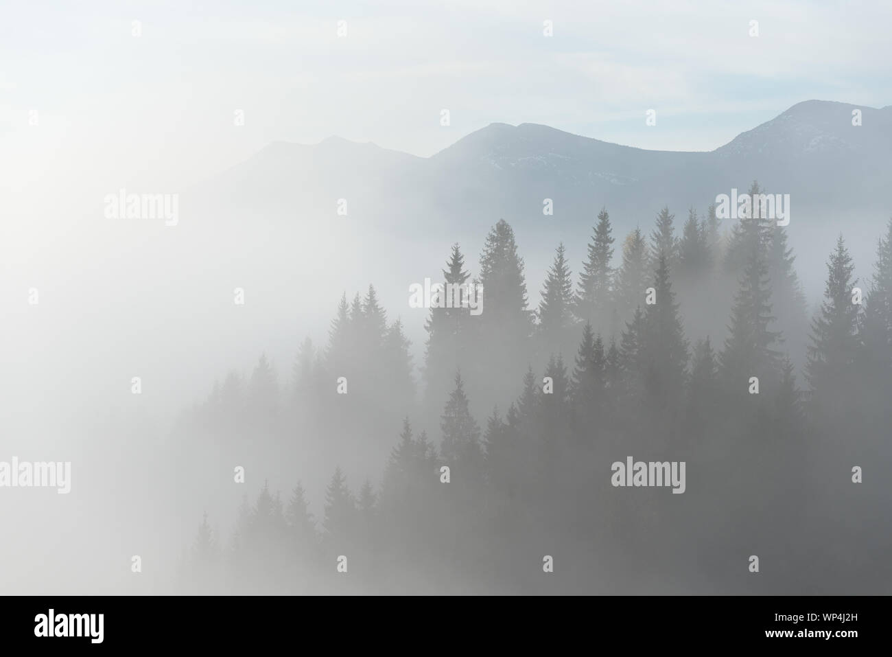 Paesaggio autunnale con la nebbia in montagna. Bosco di abeti sulle colline. Giorno nuvoloso. Carpazi, Ucraina, Europa Foto Stock