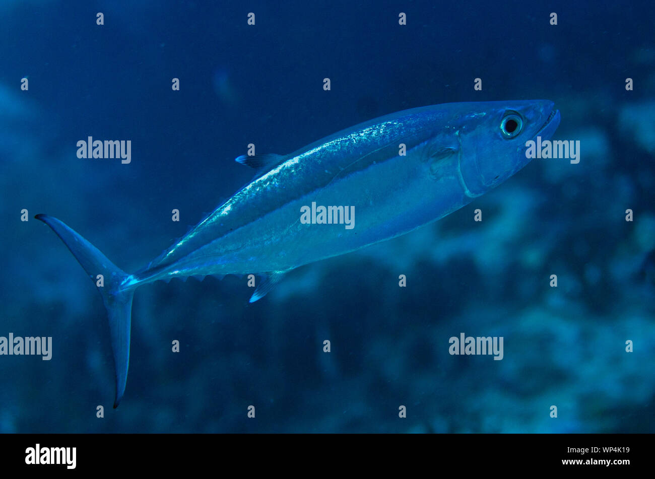 Tonno novello doggino, Gymnosarda unicolor, troppi siti di immersioni ittiche, Pulau Koon, Molucche centrali, Indonesia Foto Stock