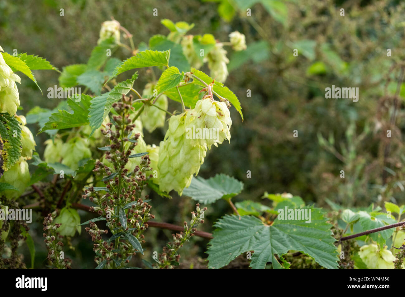 Il luppolo cresce in natura. Luppolo selvatico. Forest luppolo. Foto Stock