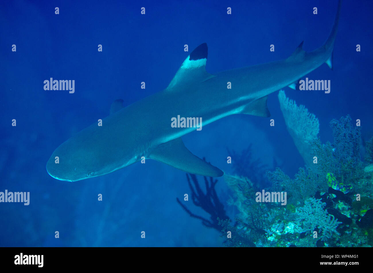 Shark della barriera corallina, Carcharhinus melanopterus, sito di immersione nella roccia nudi, Isola di Fiabacet, Misool, Raja Ampat, Papua Occidentale, Indonesia Foto Stock