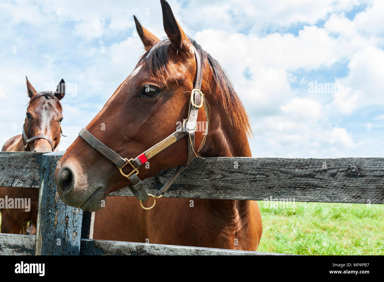 Cavallo purosangue su un Kentucky Horse Farm Foto Stock