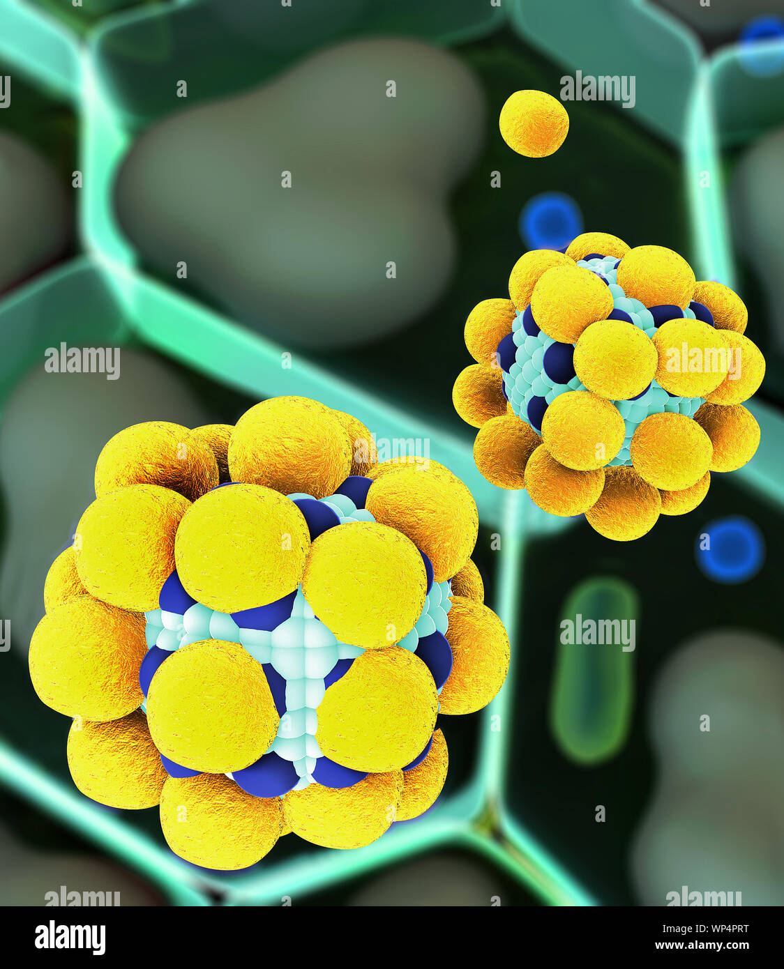 Colesterolo nelle cellule Foto Stock