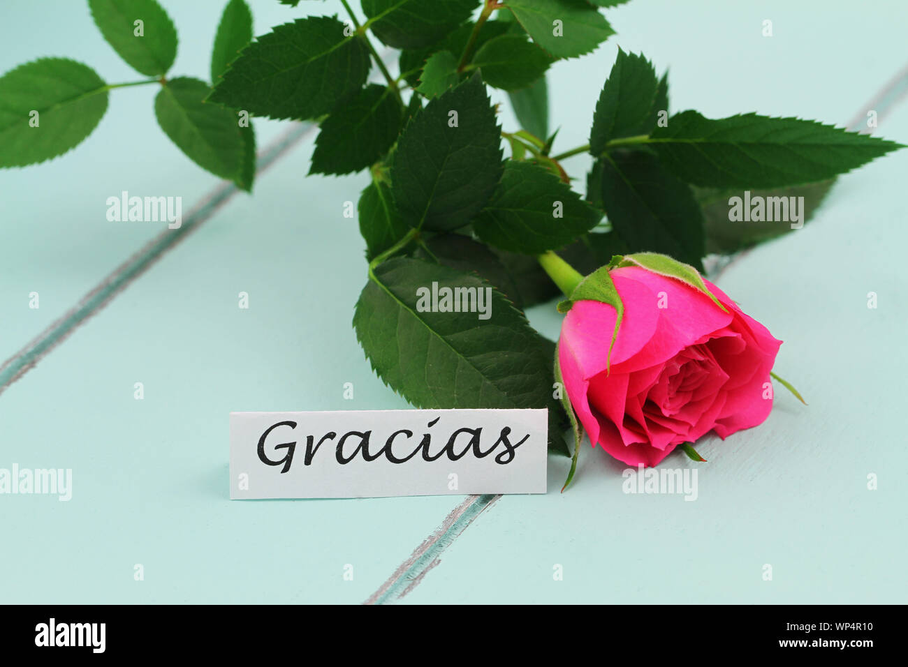 Gracias (grazie in spagnolo) card con una rosa selvatica rosa blu sulla  superficie di legno Foto stock - Alamy