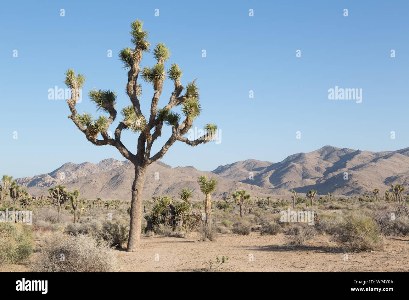 Joshua Tree National Park è situato nel sud-est della California Foto Stock