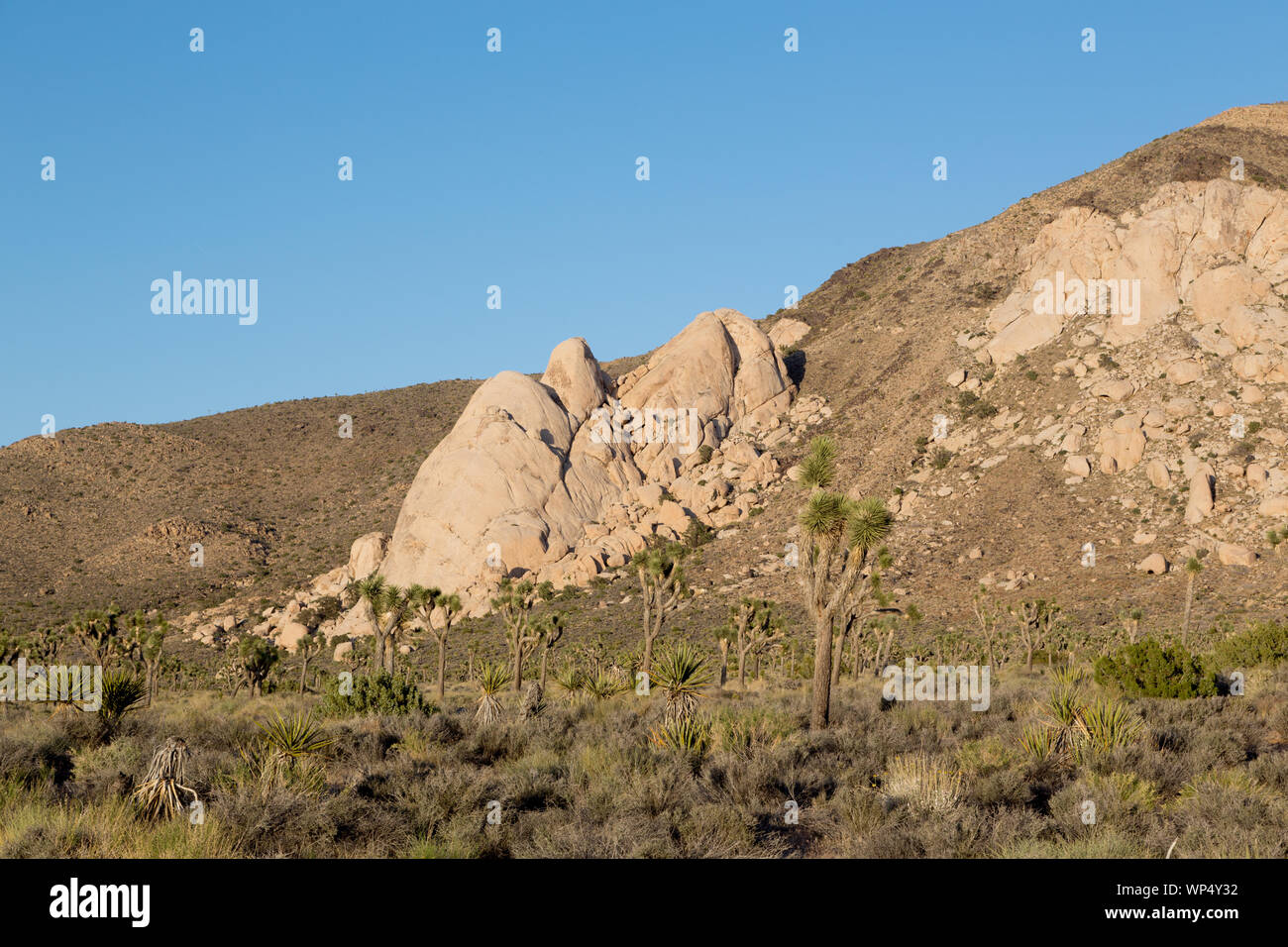 Joshua Tree National Park è situato nel sud-est della California Foto Stock