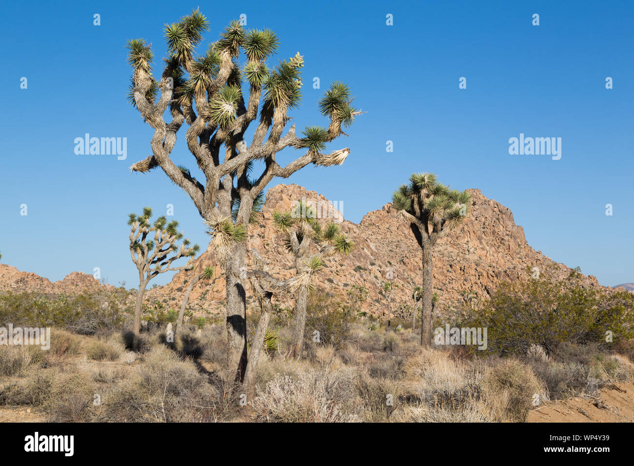 Joshua Tree National Park è situato nel sud-est della California Foto Stock