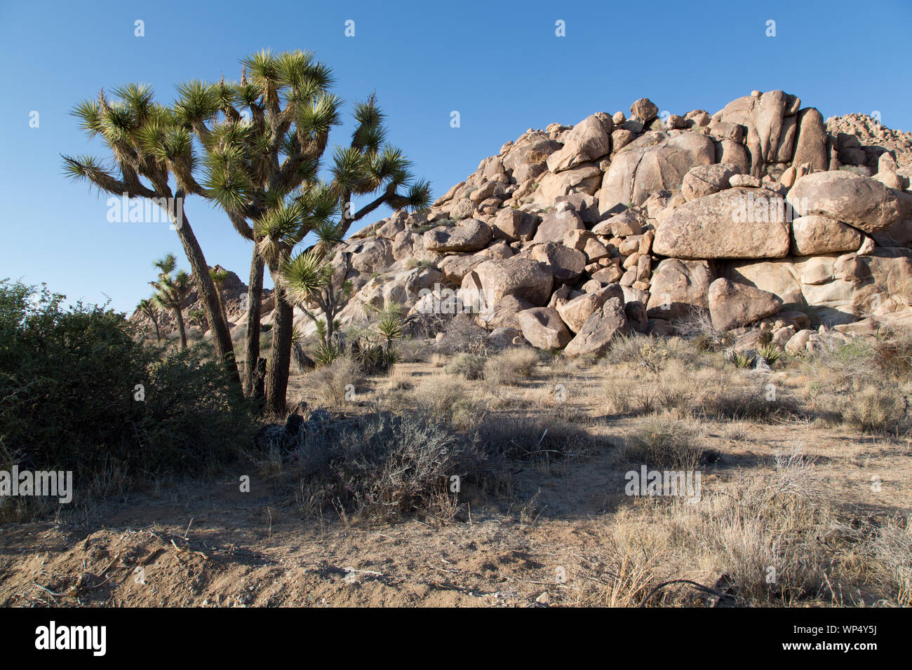 Joshua Tree National Park, California Foto Stock
